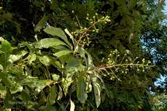 Semecarpus kurzii